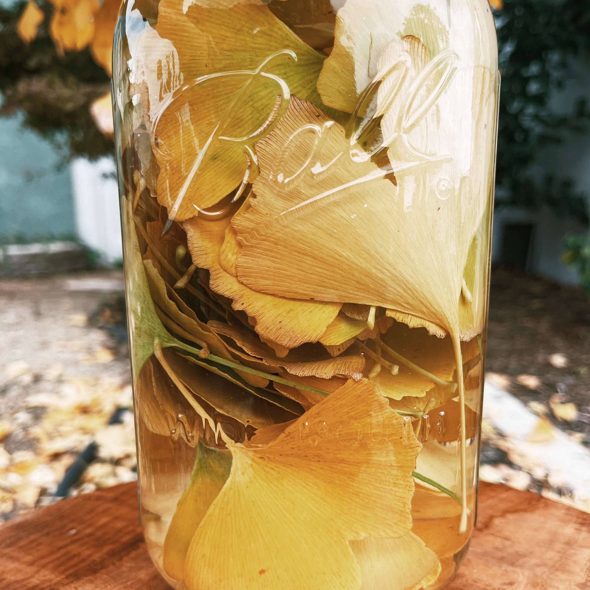 Herbalist Lucy harvested beautiful Ginkgo Biloba from her home garden in sunny Los Angeles. Ginkgo is fantastic for the brain, helpful in boosting memory and clearing brain fog. This tincture is great for those in school and busy days at the office. Take 10-40 drops whenever a bit of brain power is desired 🧠 | Shop Rhino and Lucy Herbal Extract Tinctures & Cocktail Bitters